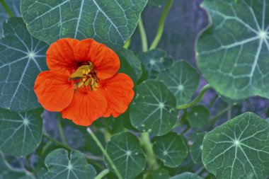 Nasturtium çiçekler. Yaz manzara