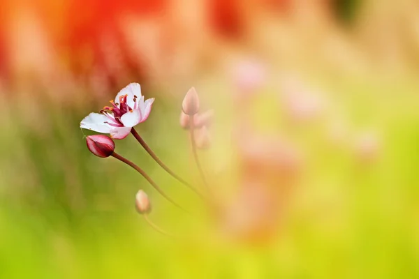 Blurred image of grass. — Stock Photo, Image