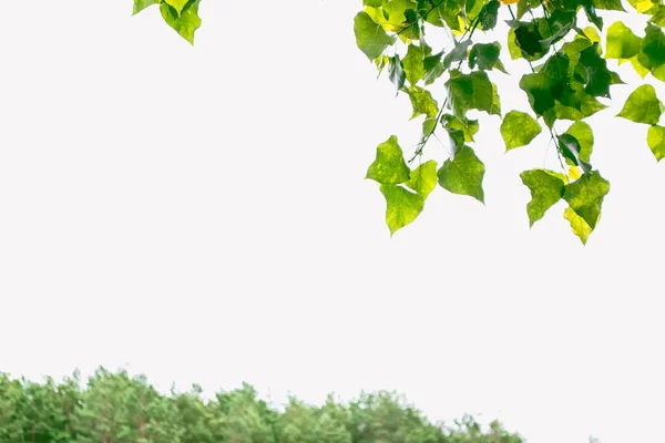 Wazig bladeren van heldere bomen. — Stockfoto