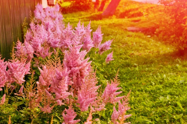 Wazig zomer achtergrond van bloemen van astilba en gras. — Stockfoto