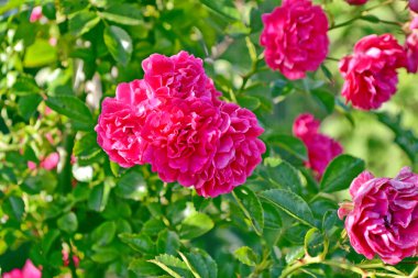 Dogrose çiçek tomurcuk 