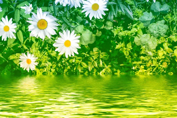 Bílé květy světlé daisy na pozadí landsca letní — Stock fotografie