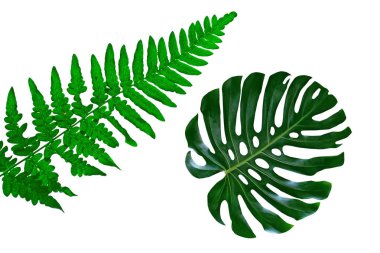 Tropikal çiçek monstera isolat çiçek backgroundgreen yaprak