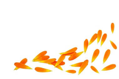 Parlak kadife çiçeği çiçek