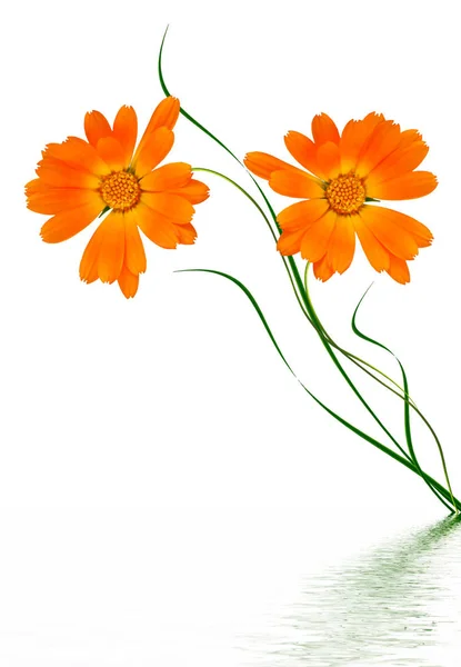 Bright marigold flowers — Stock Photo, Image