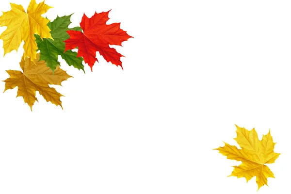 Világos, színes őszi lombozat — Stock Fotó