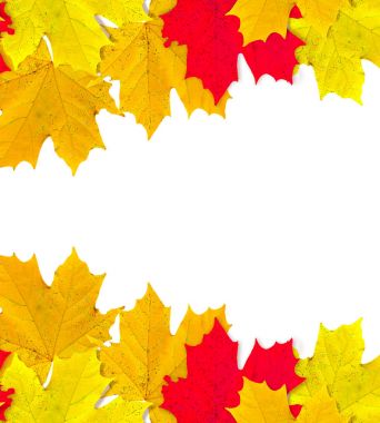 sonbahar yaprakları beyaz arkaplanda izole. 