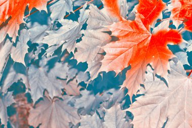 sonbahar manzara parlak renkli yeşillik ile. Pastırma yazı.