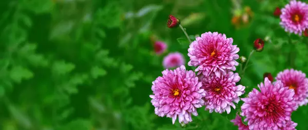 Sonbahar bir arka plan üzerinde renkli kasımpatı çiçekleri lan — Stok fotoğraf