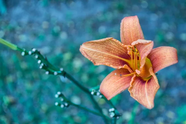 Colorful beautiful flowers lily on the background of the summer — Stock Photo, Image