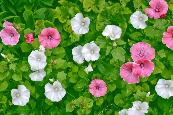Rosa lavatela färgglada blommor — Stockfoto
