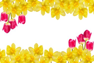 våren blommor narcissus isolerad på vit bakgrund