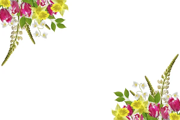 Lupinen schöne Blumen auf weißem Hintergrund — Stockfoto