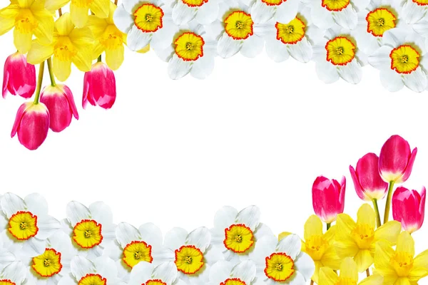 våren blommor narcissus isolerad på vit bakgrund