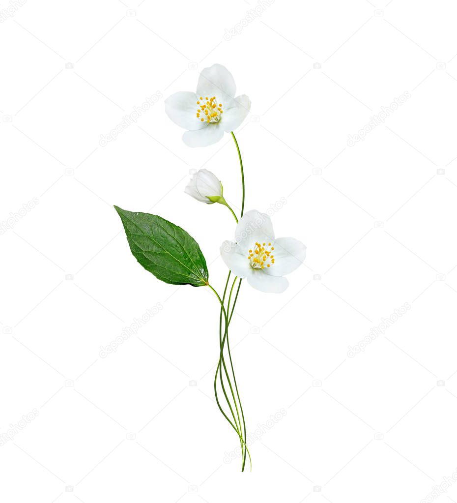 branch of jasmine flowers 