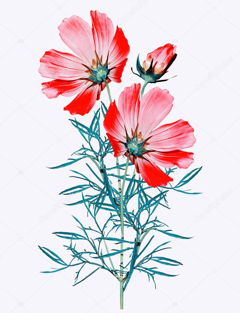 Cosmos flowers isolated on white background