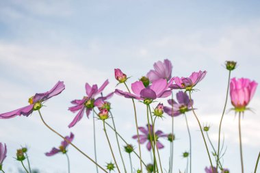 Yaz manzarasının arka planında renkli kozmos çiçekleri.