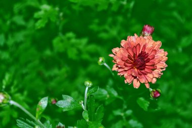 Sonbahar bir arka plan üzerinde renkli kasımpatı çiçekleri lan