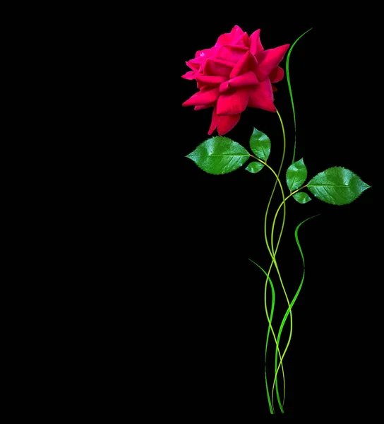검은 배경에 고립 된 장미 꽃 봉 오리 — 스톡 사진
