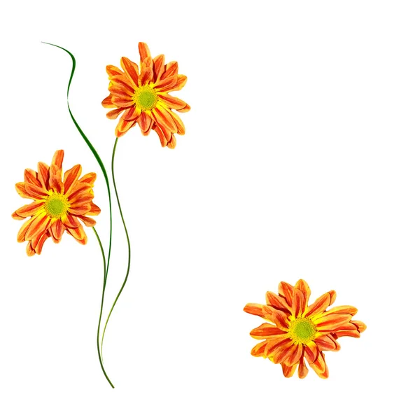 Kolorowe jasne kwiaty chryzantemy — Zdjęcie stockowe