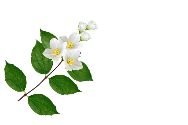 Branche de fleurs de jasmin isolées sur fond blanc — Photo