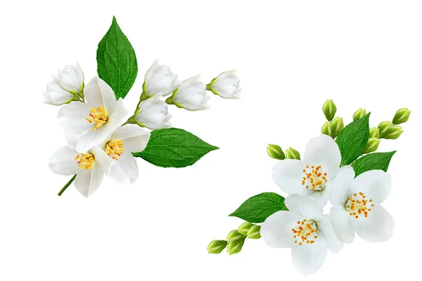 Branche de fleurs de jasmin isolées sur fond blanc — Photo