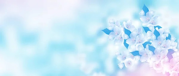 Весенний пейзаж с нежными жасминовыми цветами — стоковое фото