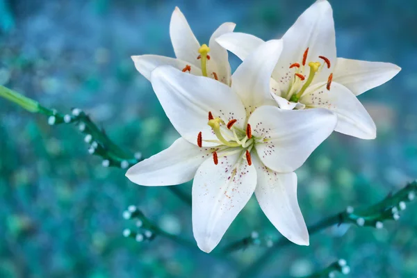 七彩美丽花朵百合在夏天的背景 — 图库照片