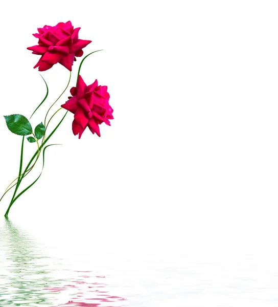 Flower buds of roses isolated on white background — Stock Photo, Image