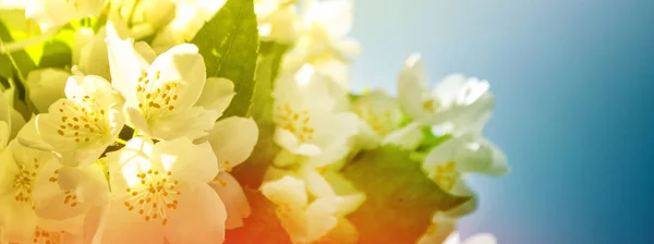 Weißer Jasmin der Zweig zarte Frühlingsblumen — Stockfoto