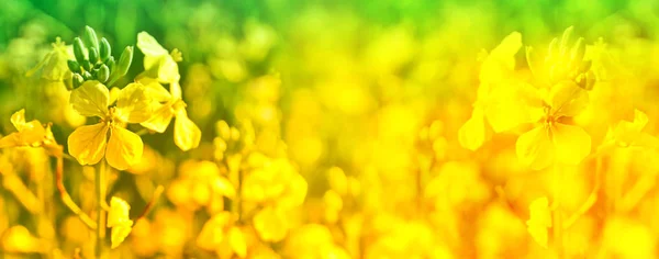 Colza fiore primavera gialla — Foto Stock