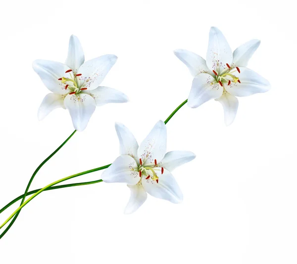 Lys de fleurs isolé sur fond blanc — Photo