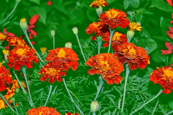 Bright and colorful flowers marigolds. autumn landscape. — Stock Photo, Image