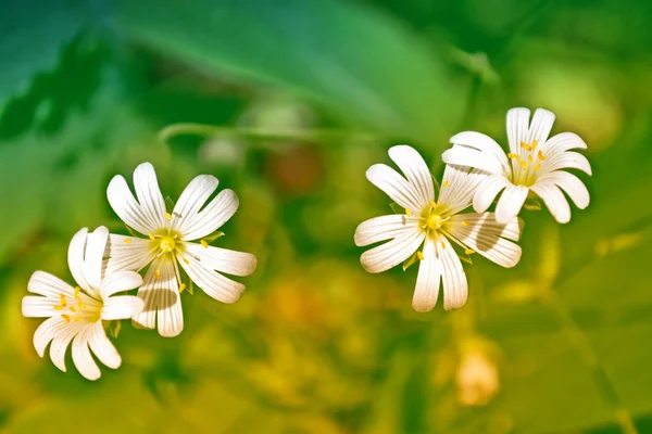 Flores de margarida brilhantes brancas em um contexto do landsca de verão — Fotografia de Stock