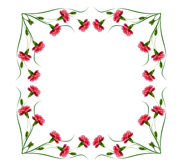 Kleurrijke carnation bloemen — Stockfoto