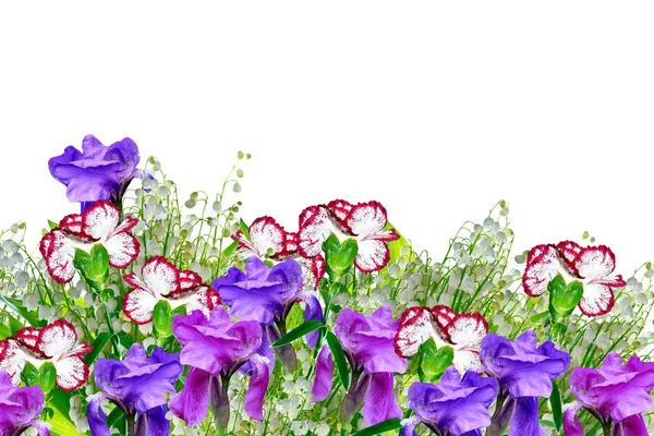 Beyaz arka plan üzerinde izole parlak renkli çiçek. — Stok fotoğraf