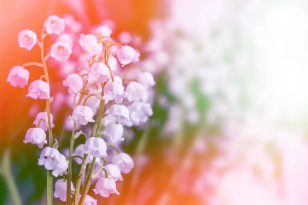 Voorjaarslandschap. bloemen lelie van de vallei — Stockfoto