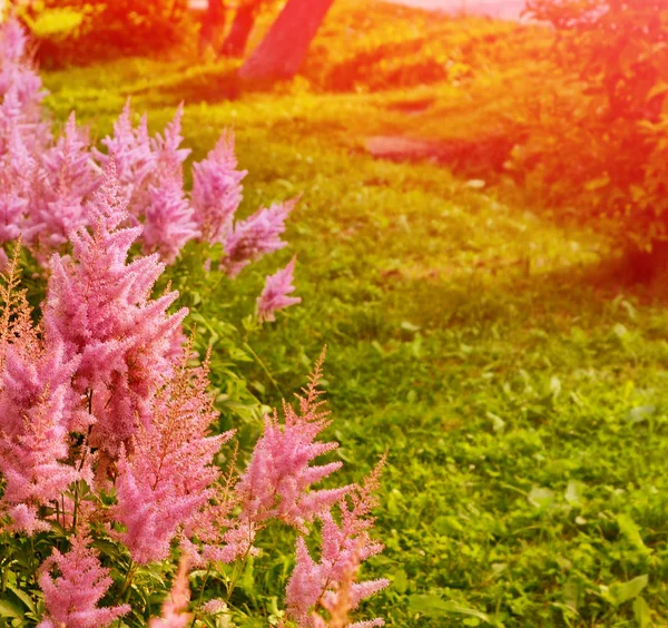 Fondo borroso de verano de flores de astilba y hierba . —  Fotos de Stock