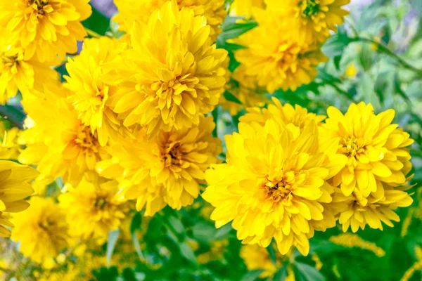 Bunte Dahlienblüten vor dem Hintergrund der herbstlichen Landschaft — Stockfoto