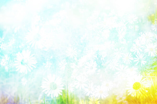 Blurred image of grass. White bright daisy flowers.