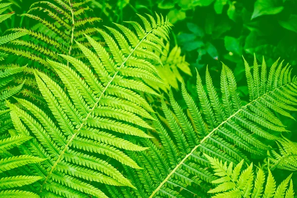 Feuilles vertes de la fougère sur le fond de l'été la — Photo