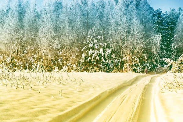 Fryst vinterskog med snötäckta träd. — Stockfoto