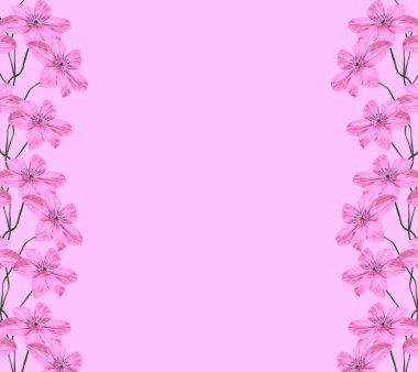 Bir pembe izole parlak akasma çiçekler.