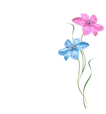 Beyaz arka plan üzerinde izole çiçek akasma