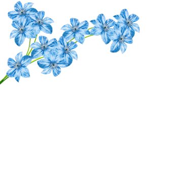 Beyaz arka plan üzerinde izole çiçek akasma