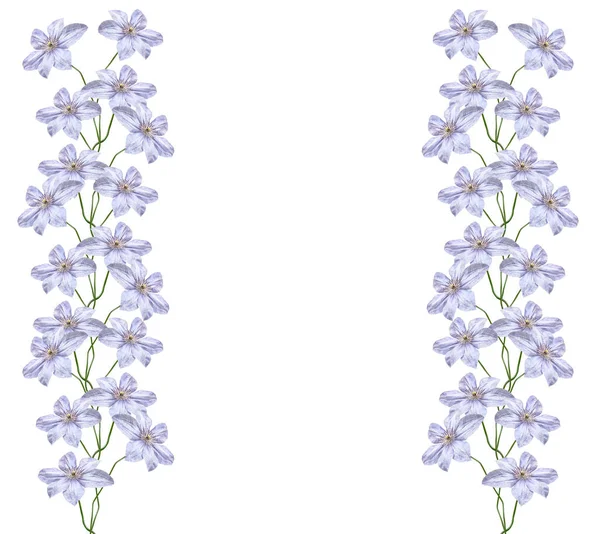 Blume Clematis isoliert auf weißem Hintergrund — Stockfoto