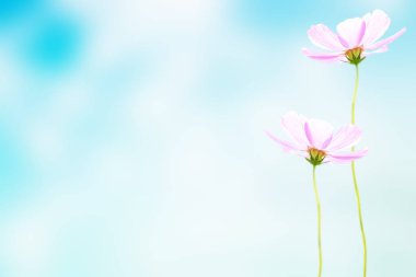 Yaz manzarasının arka planında renkli kozmos çiçekleri.