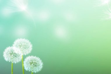 Kabarık karahindiba çiçek arka planı yaz lan