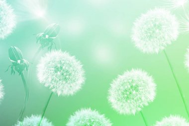 Kabarık karahindiba çiçek arka planı yaz lan