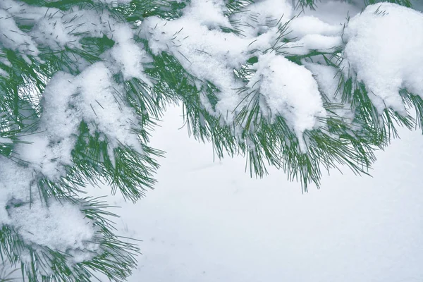 Homályos karácsonyi háttér. Fák a hóban. Téli erdő — Stock Fotó